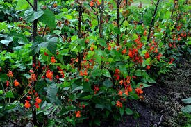 Scarlet Runner Bean